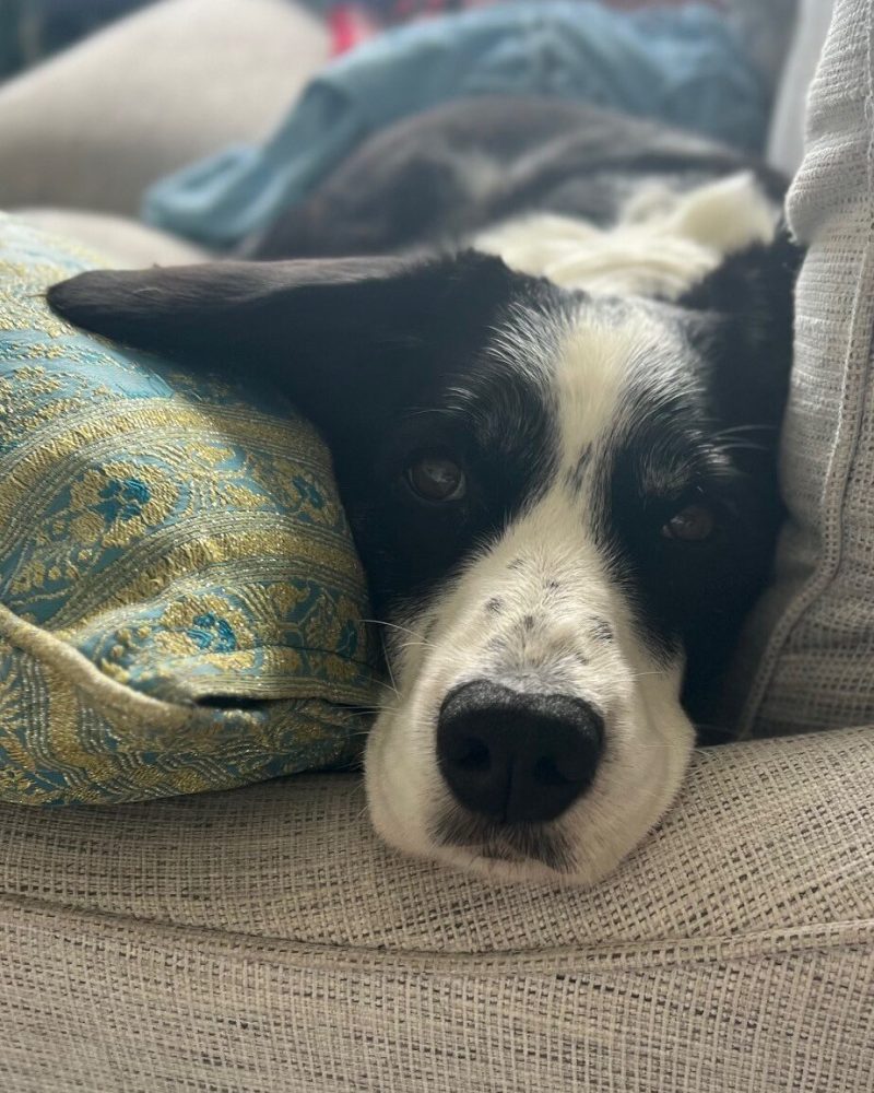Boston lying on a couch looking at the camera