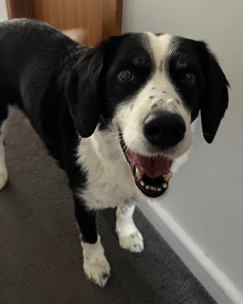 Boston standing in a hallway with a smile on his face