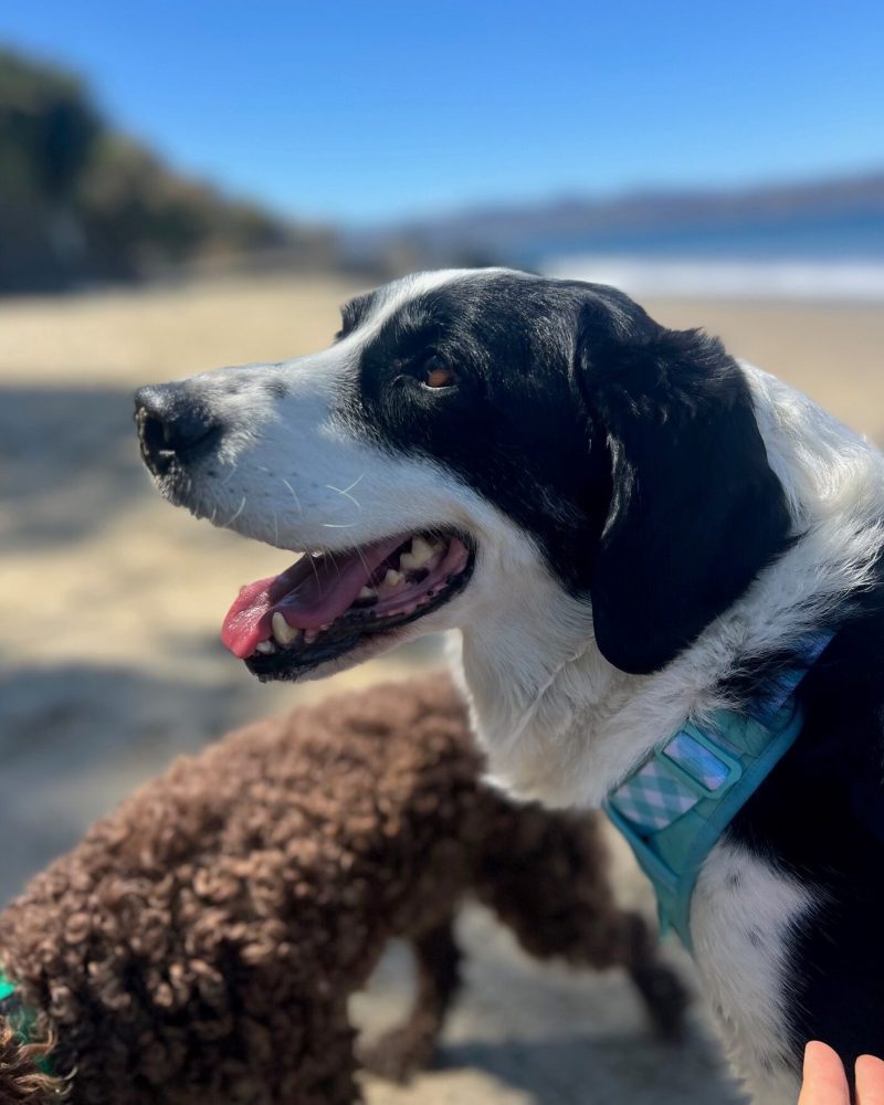 Boston at the beach in close side profile