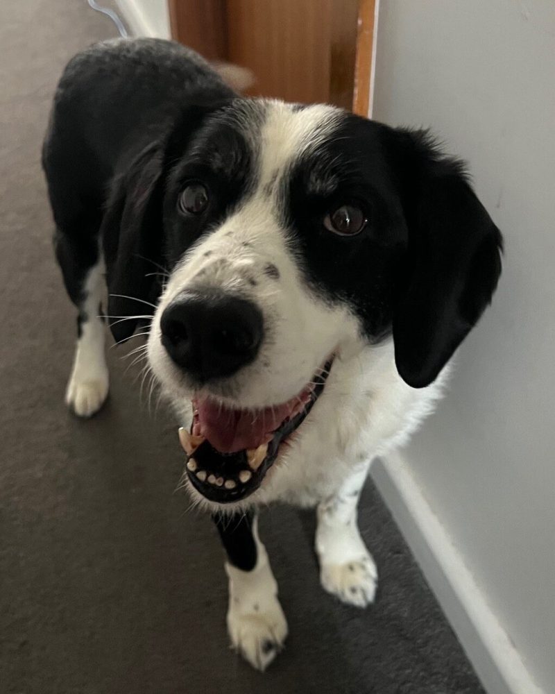Boston standing in a hallway with a smile on his face