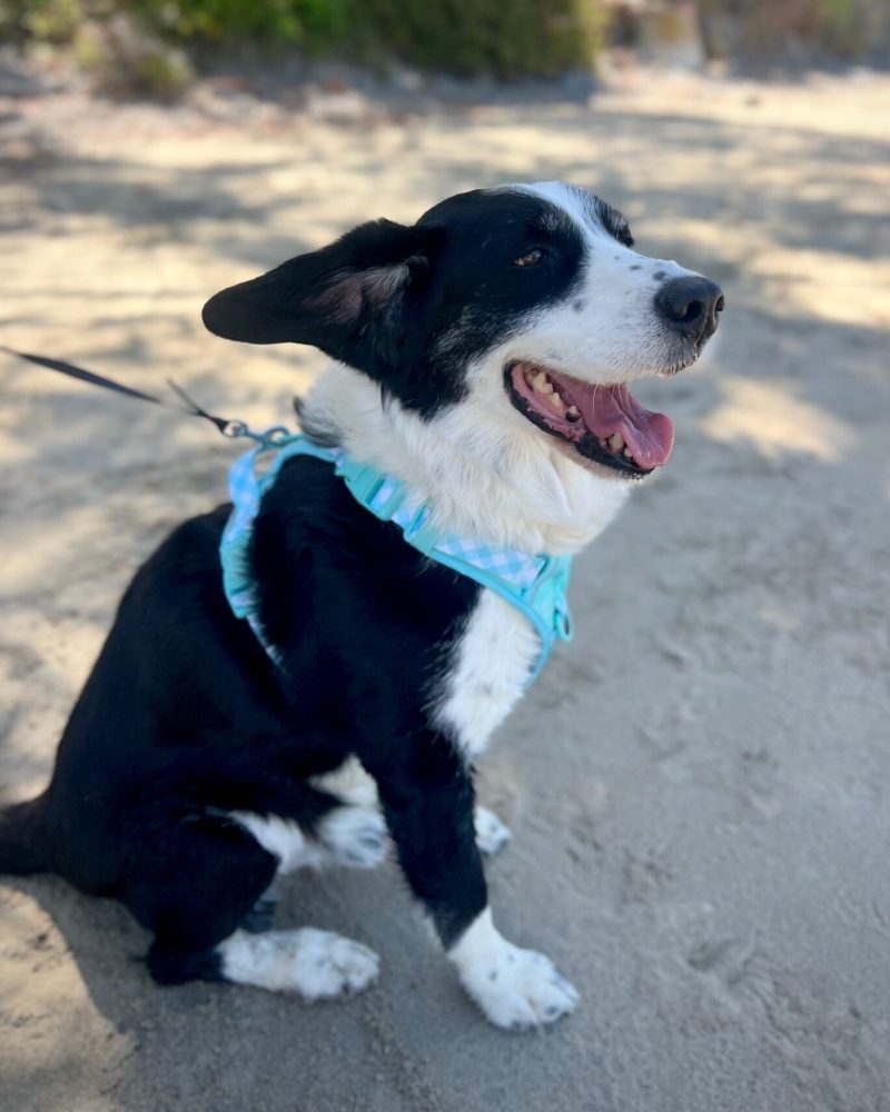 Boston sitting on the sand at the beach in side profile