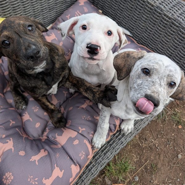 Bridgerton pups close up