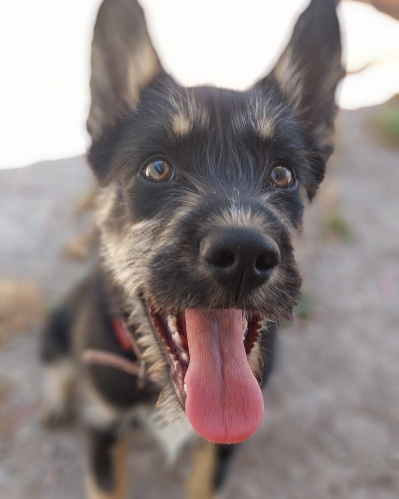 Brittany sitting outside