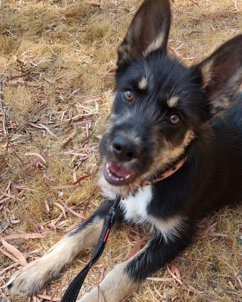 Brittany lying on the grass looking at the camera