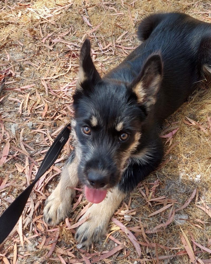 Brittany lying on the grass looking at the camera