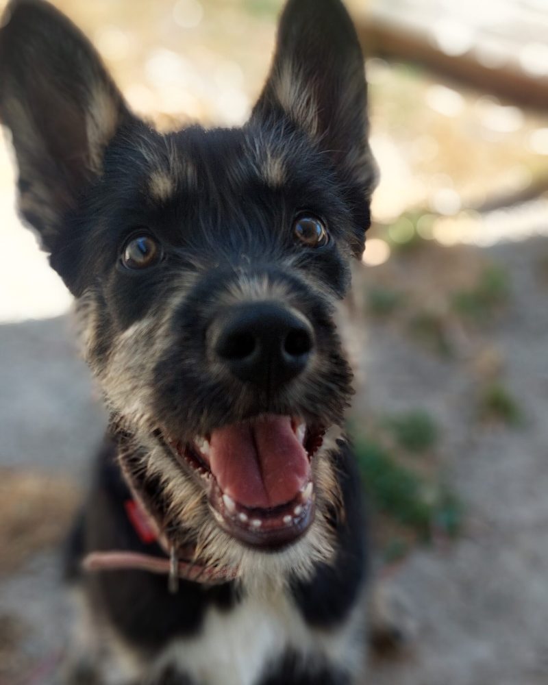 Brittany sitting outside looking happy