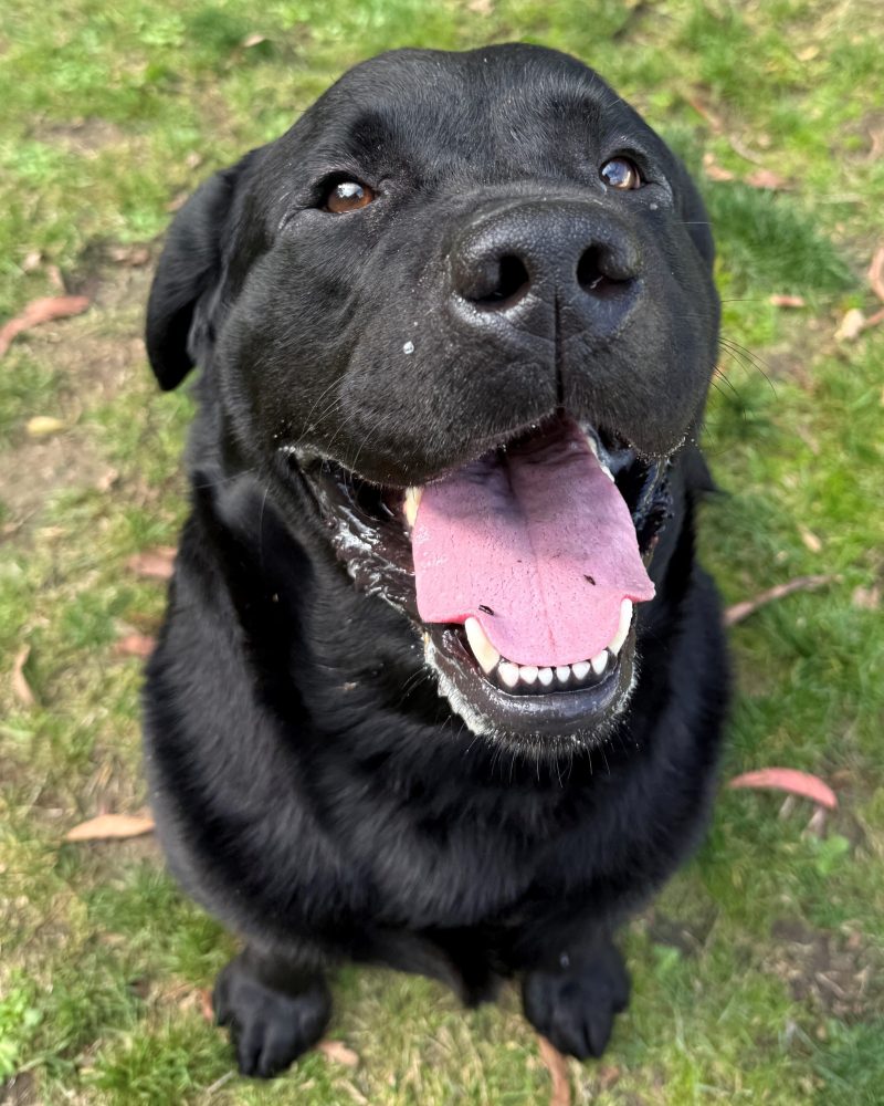 A close up of Bruce showing us how well he can sit and wait for a treat