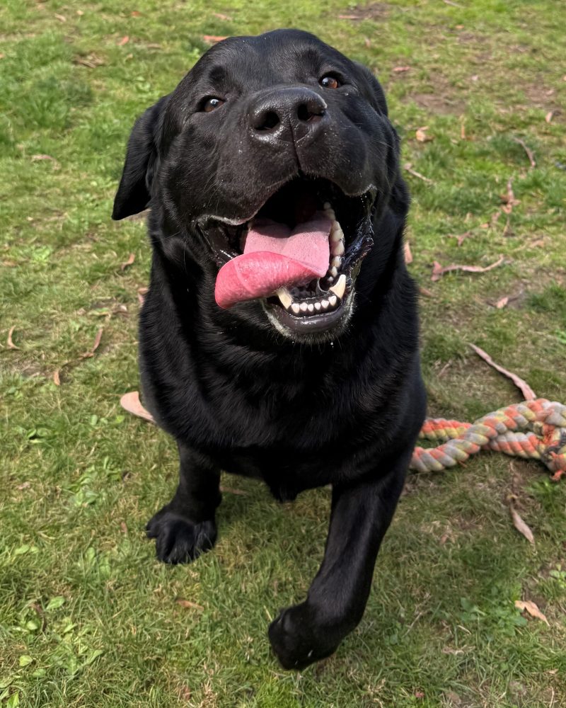 Bruce sitting outside looking happy with his tongue out