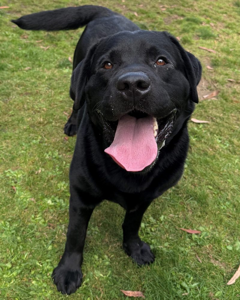 Bruce standing in yard with his tongue out and all eyes on staff
