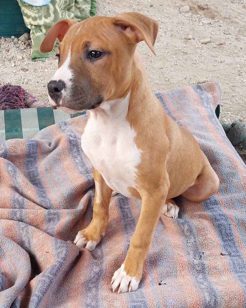 Nemo pup Bruce sitting on a dog bed