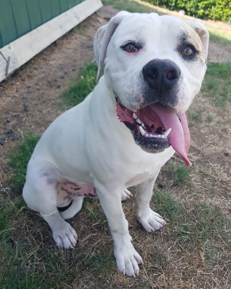 Bruno sitting outside looking at the camera