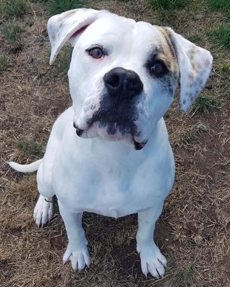 Bruno sitting outside looking at the camera with a serious expression