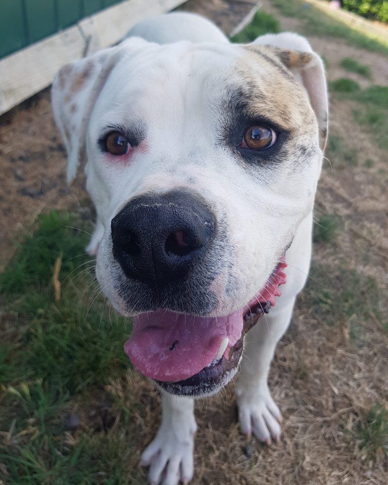 Bruno outside looking at the camera