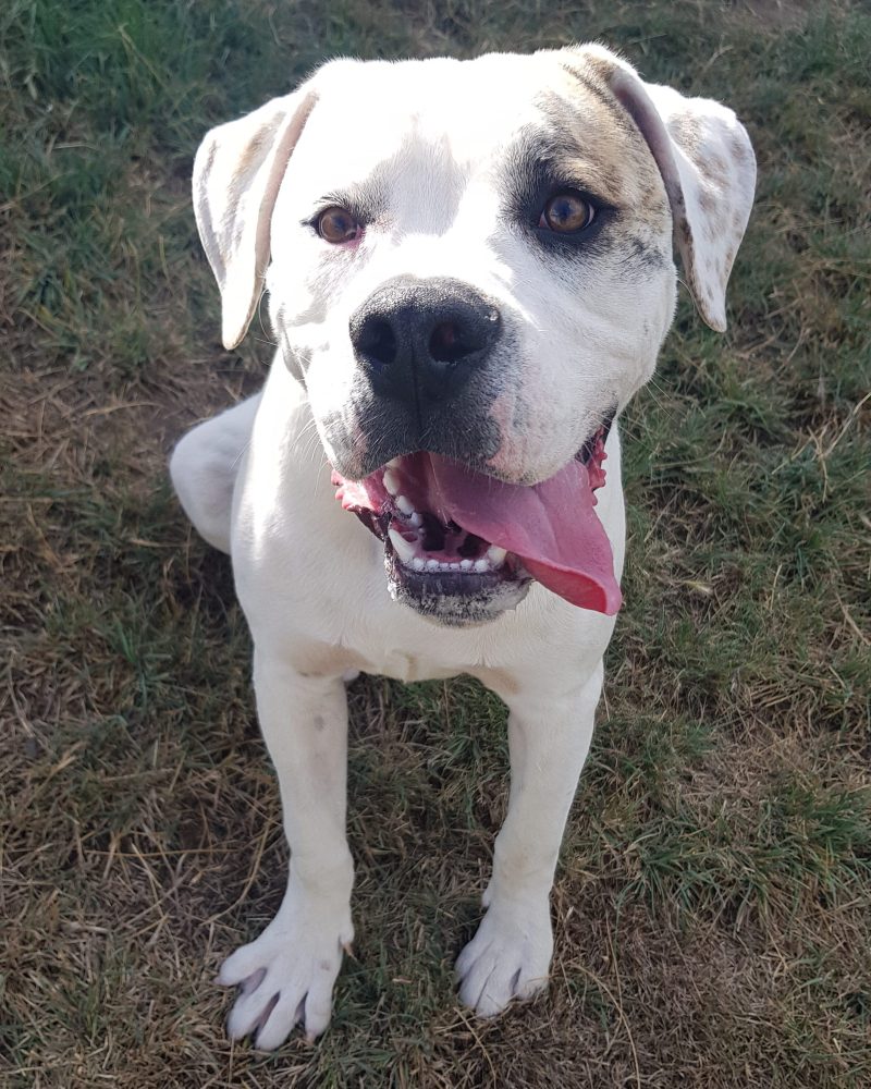 Bruno sitting outside looking happy