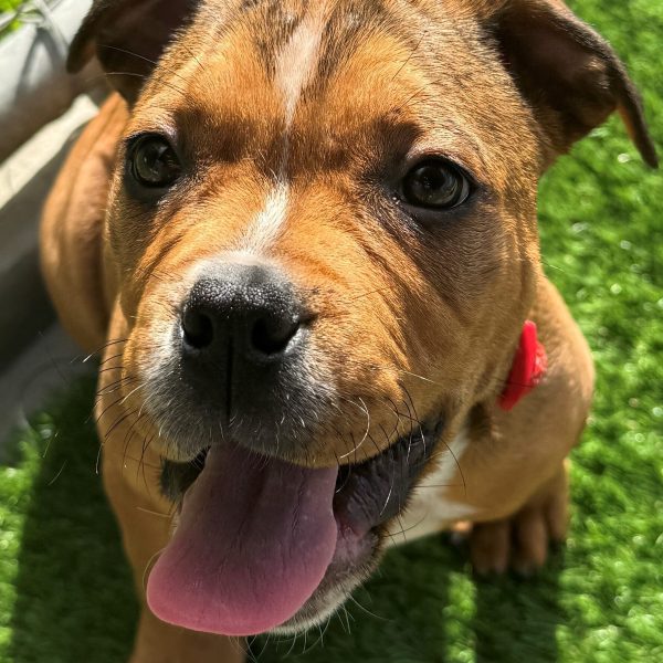 Bruno close up