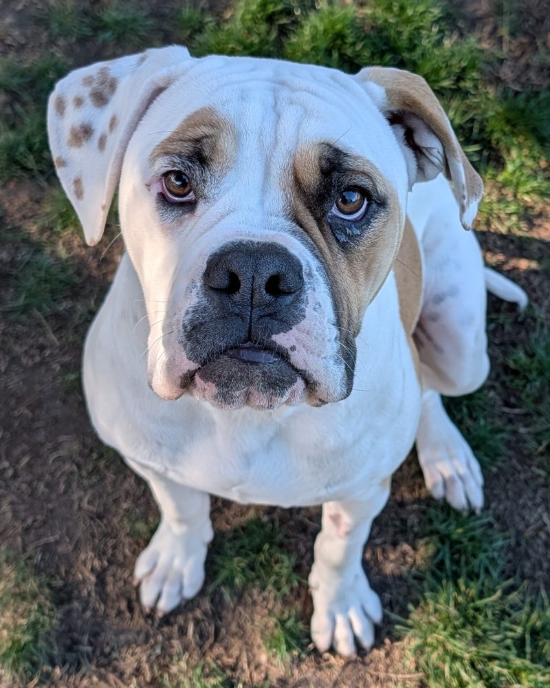 Bubbles sitting outside looking up at the camera