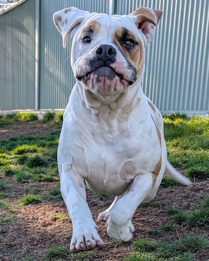 Bubbles running towards the camera