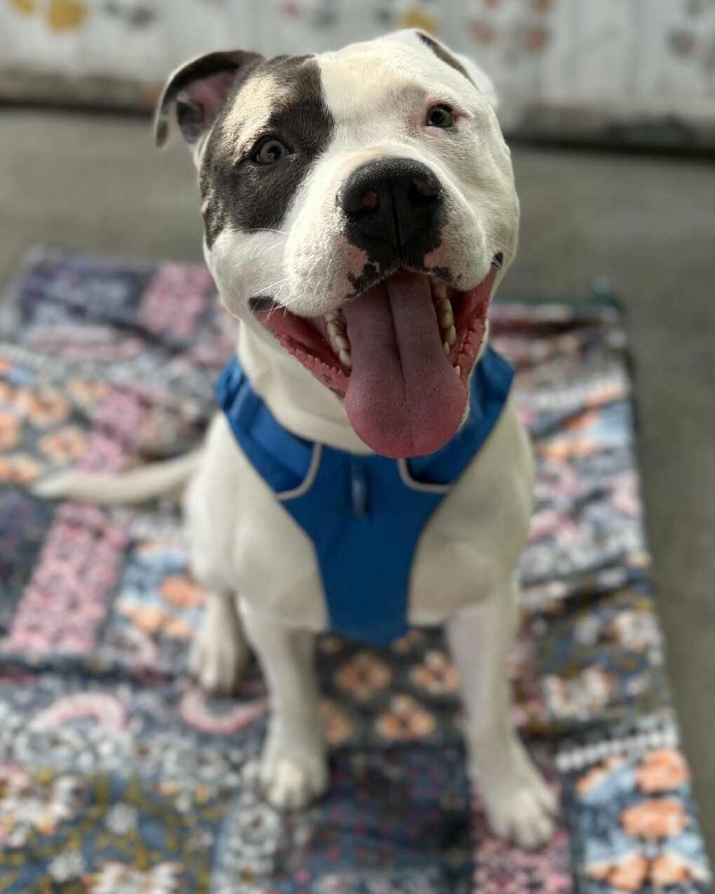 Happy Bubby sitting on a blanket