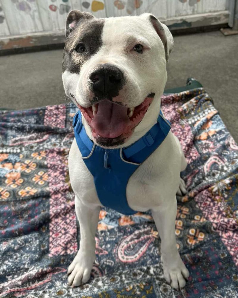 Happy Bubby sitting on a dog bed