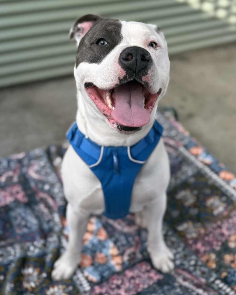 Happy Bubby sitting on a dog bed with a slight head tilt