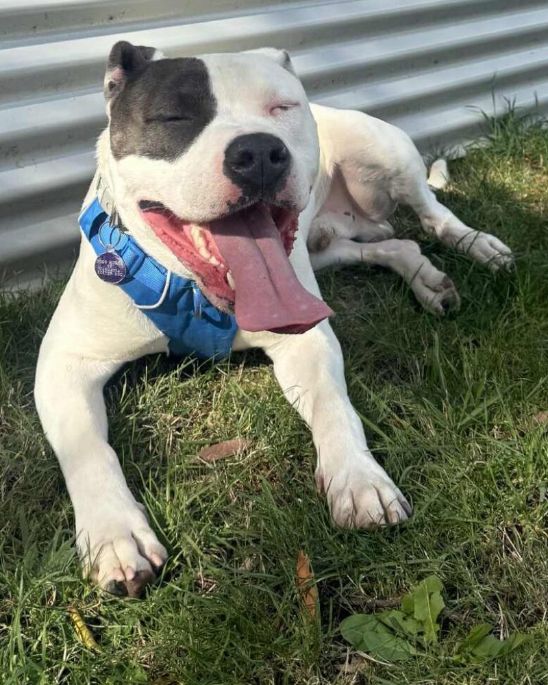 Happy Bubby lying down in the shade outside
