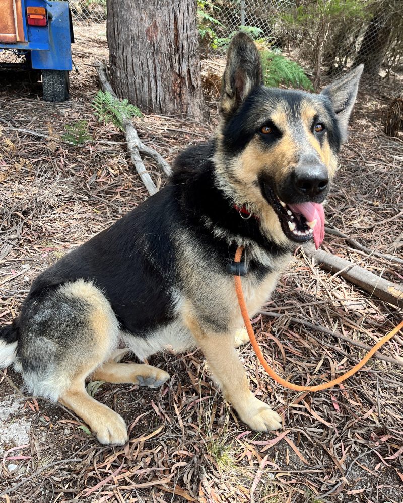 Buddy sitting outside looking at the camera
