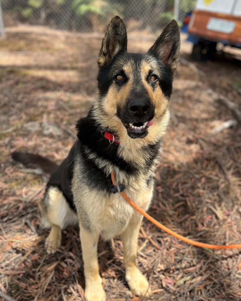Buddy sitting outside looking at the camera