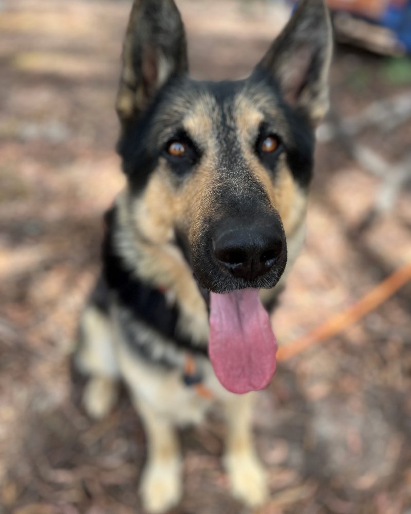 Buddy sitting outside looking at the camera
