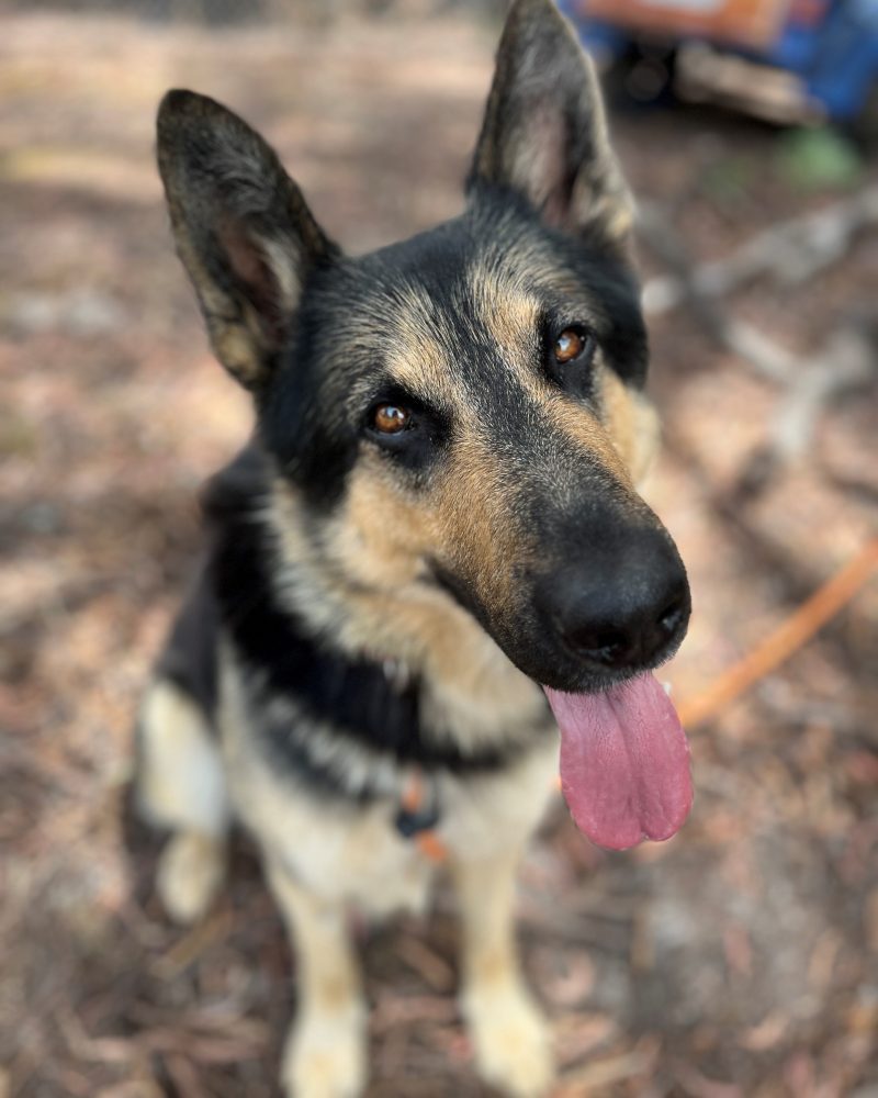 Buddy sitting outside looking very inquisitive