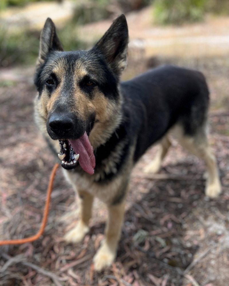 Buddy standing outside looking at the camera