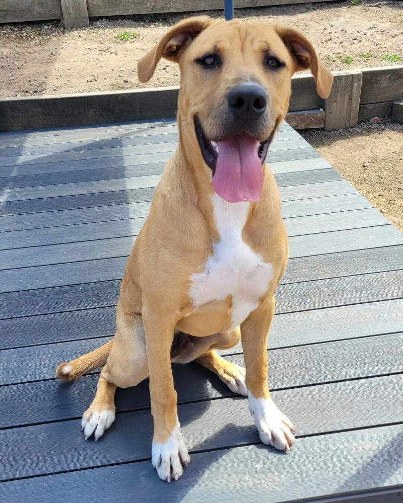 Burton sitting outside looking happy