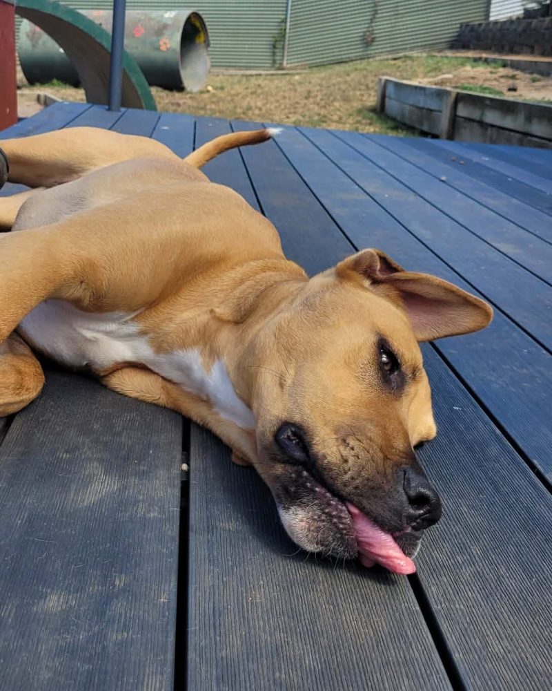 Burton lying outside on a deck with an impressive tongue blep