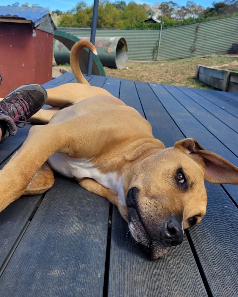 Burton lying outside on a deck
