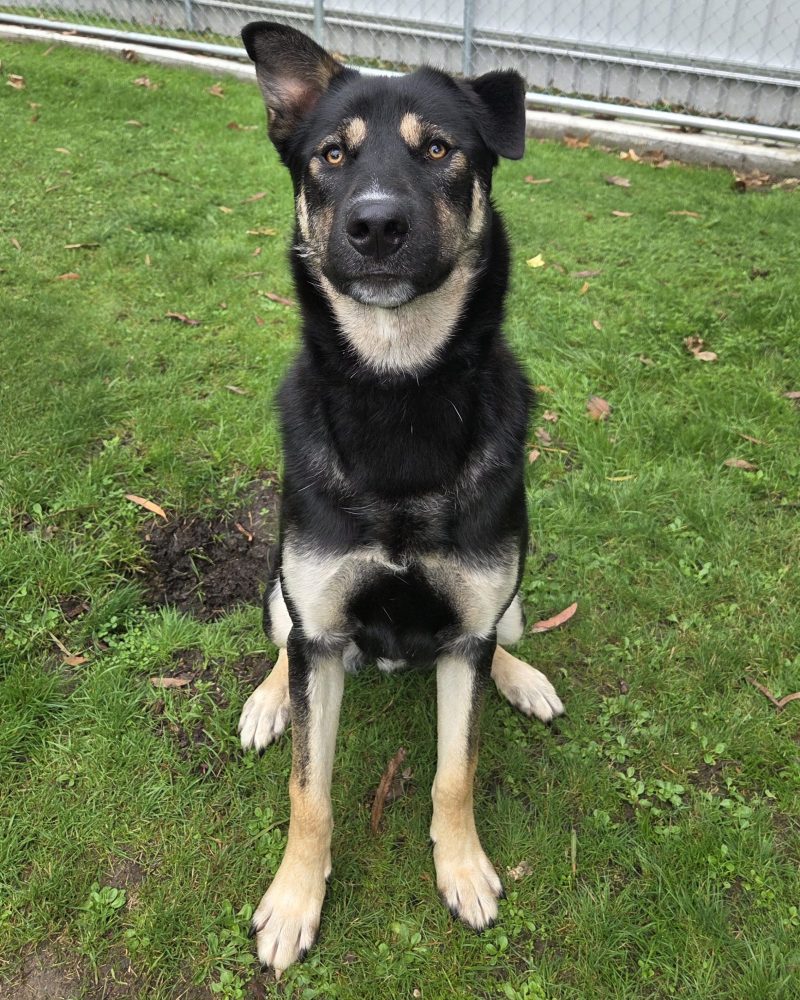 Buster sitting outside with one ear up and one down