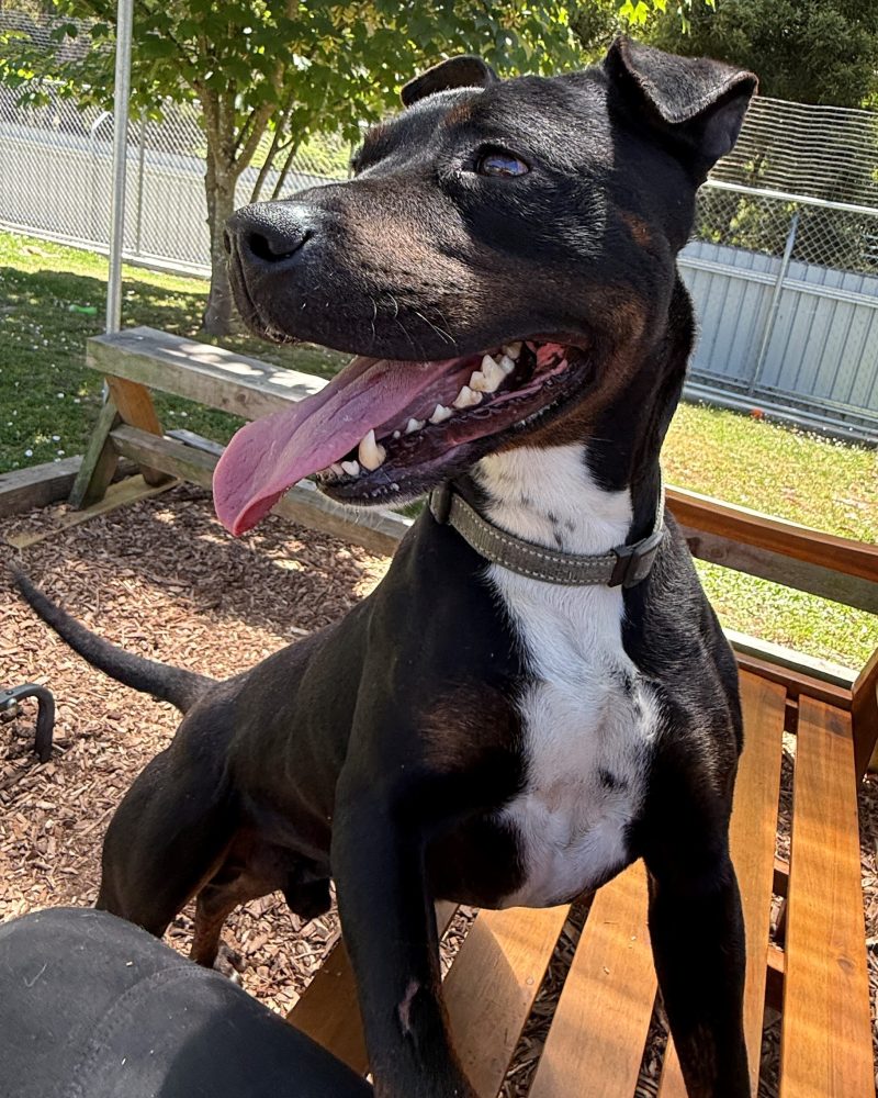 Buster with front paws up on the bench seat and head turned to the side posing