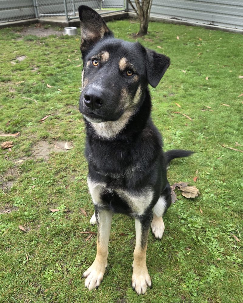 Buster posing for the camera with a sit and a head tilt