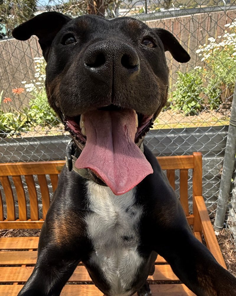 Close up photo of happy Buster with big pink tongue hanging out