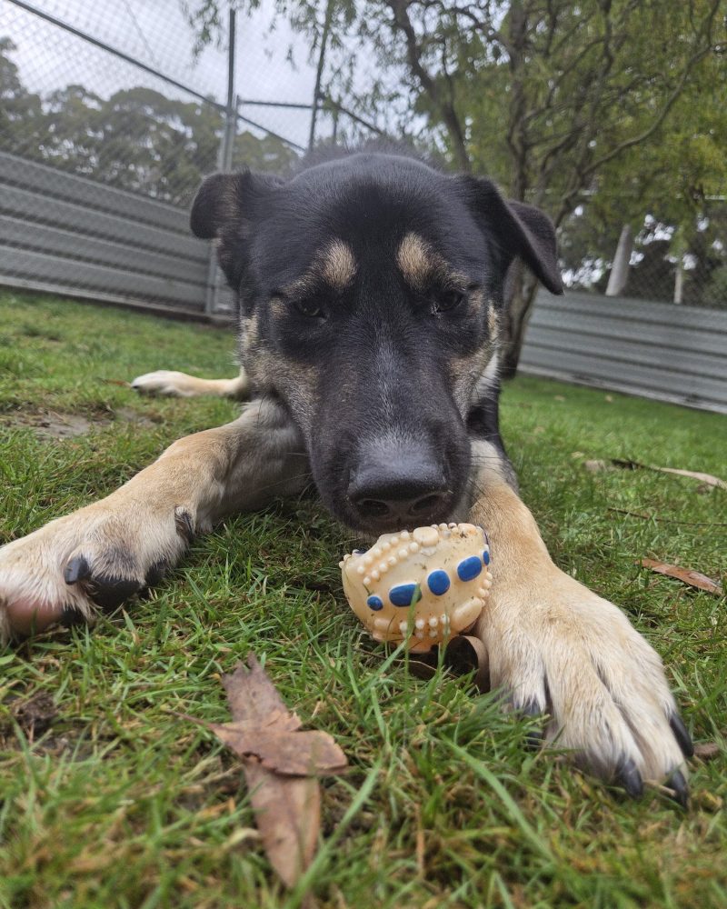 Buster lying down in the yard with a toy between his paws