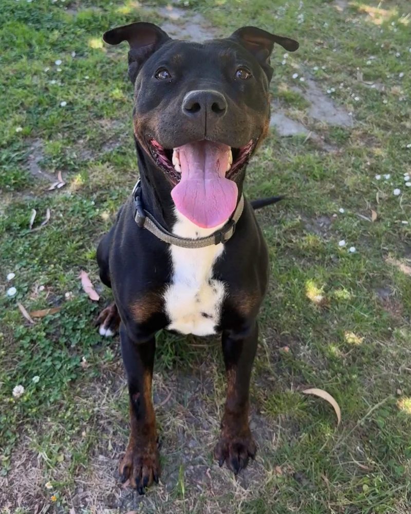 Buster sitting in exercise yard happily looking up at staff