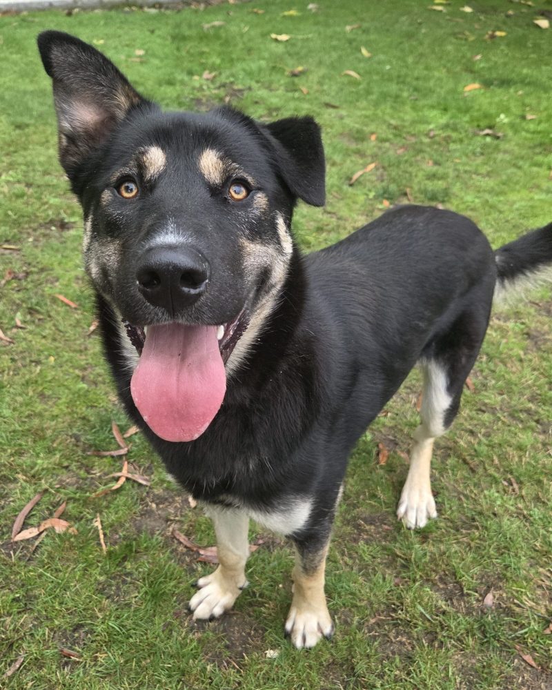 Buster standing outside with one ear up and one down