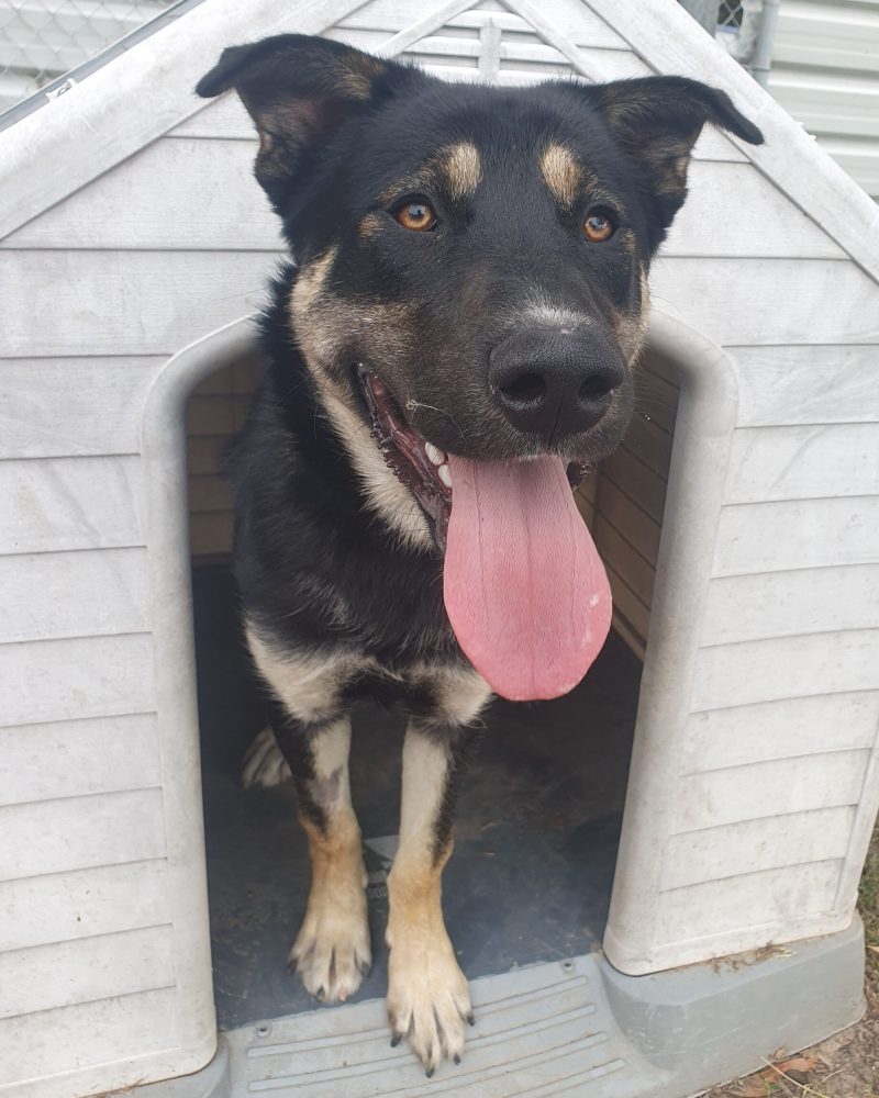 Buster inside a dog house with his head out and a big smile