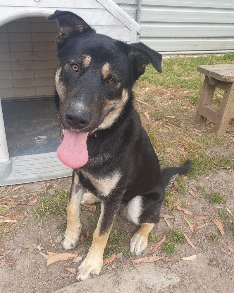 Buster sitting for a photo in exercise yard with cute head tilt