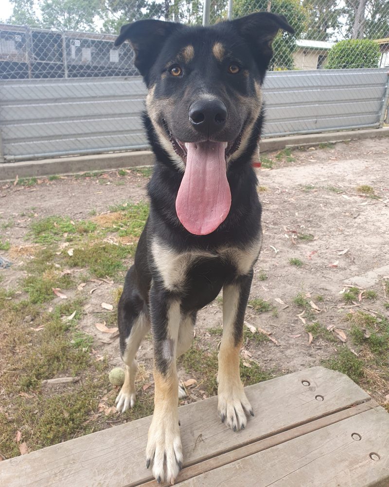 Buster standing with his feet on some decking waiting for a treat