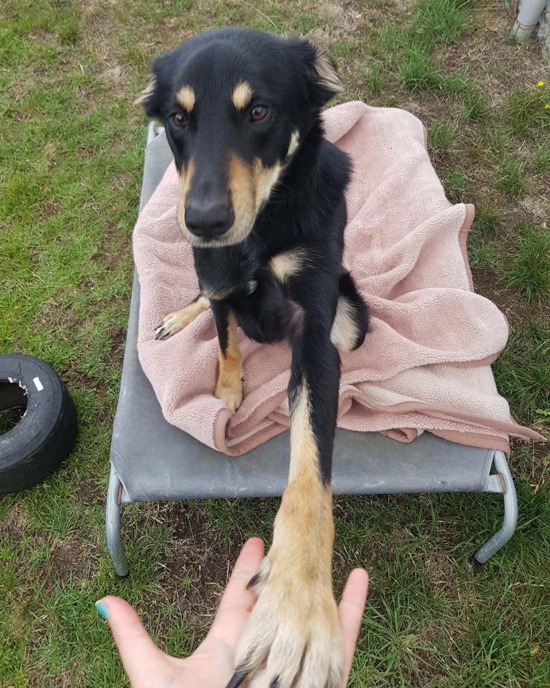 Cedric shaking paw with a staff member