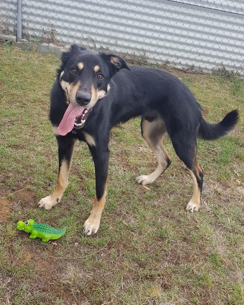 Cedric standing outside with a green alligator toy