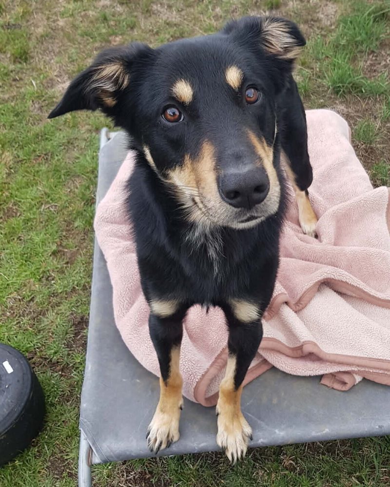 Cedric standing on a dog bed outside