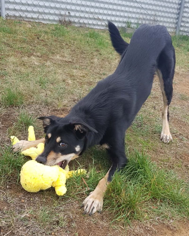 Cedric playing with a yellow soft toy