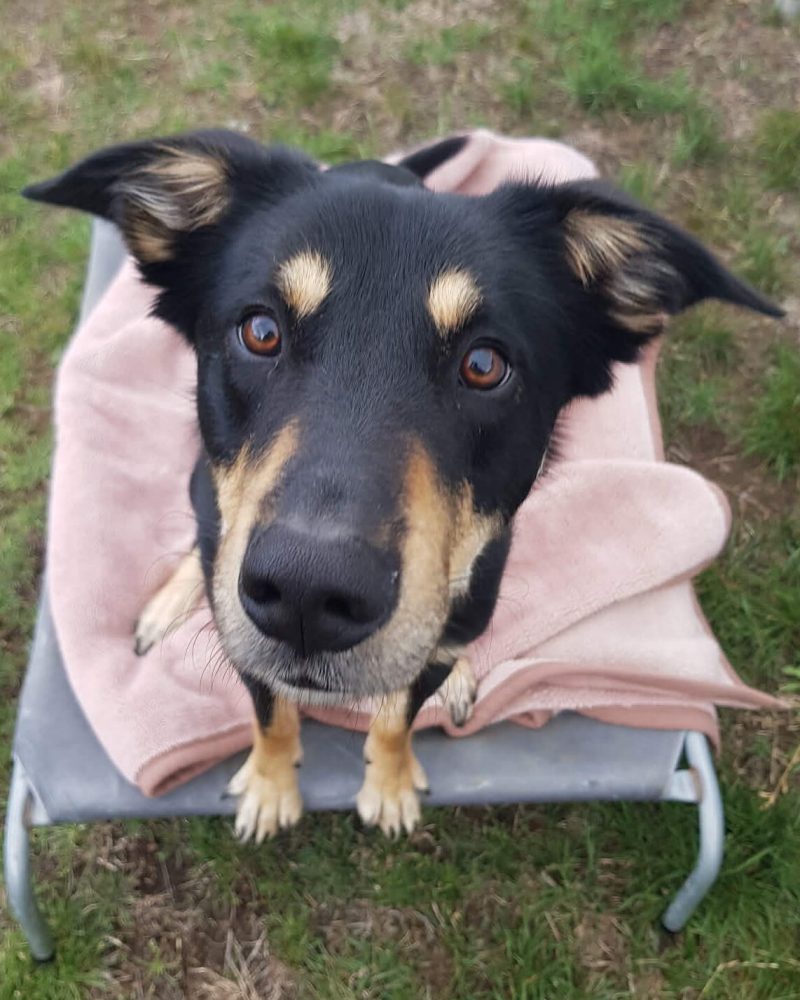 Cedric standing on a dog bed and looking into camera