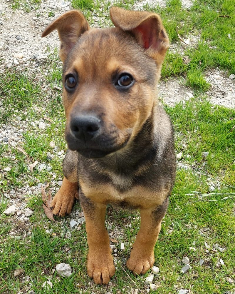 Chase sitting outside waiting for a treat