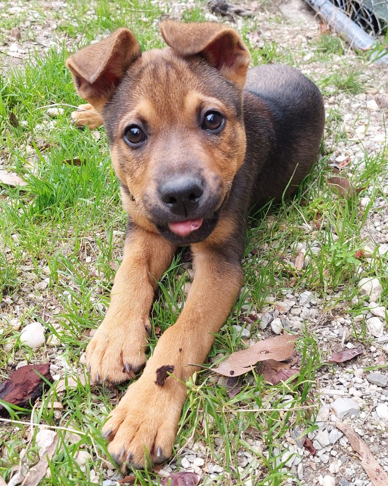 Chase lying down outside with a cute tongue blep